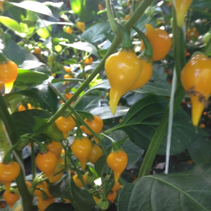 Picture of Biquinho Yellow Chilli Pepper